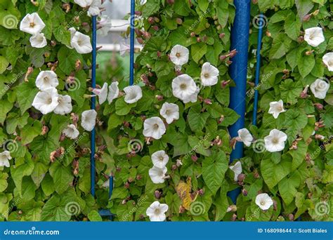 White Flowers on Vine stock photo. Image of detail, house - 168098644