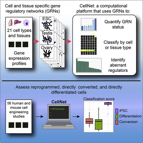 Cell Network Simulation System Java 的图像结果