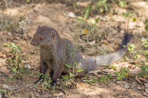 The Science Behind the Snake vs. Mongoose Battle Royale