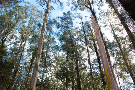 Floresta de eucalipto na Austrália