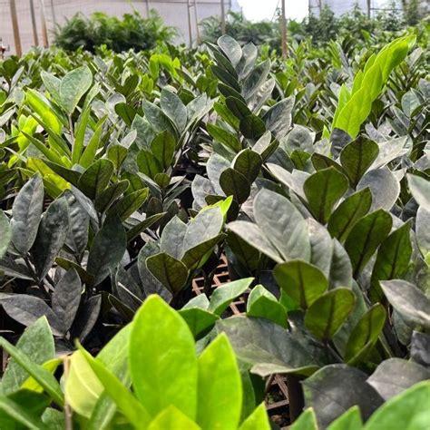 Zamia Zz Green Plant