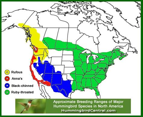 Image result for Map of Hummingbird Types Locations