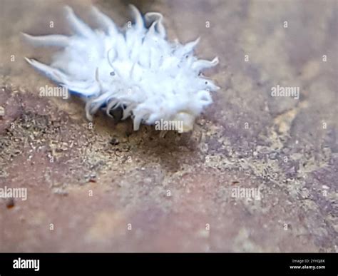 Mealybug Destroyer (Cryptolaemus montrouzieri Stock Photo - Alamy