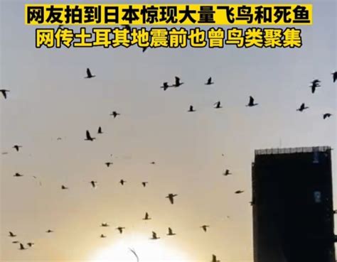 大量鸟群在天空盘旋是地震前兆？广西地震局回应