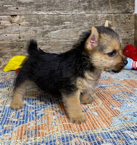 Available Norwich Terrier Puppies | Elfin Norwich Terriers