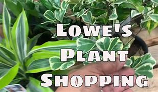 Image result for Lowe's Plant Guide