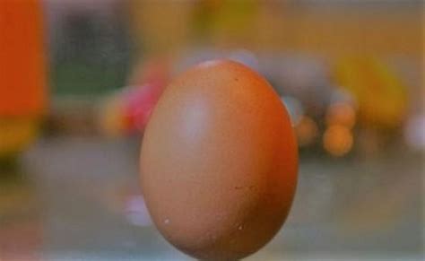 蛋鸡知识系列（一）——鸡蛋的结构 - 知乎