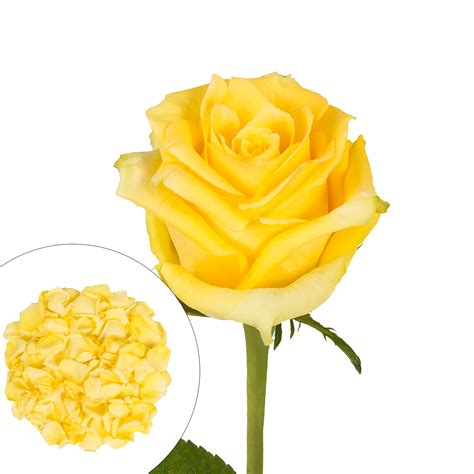 Roses and Petals Combo Box, 75/2,000 pk. - Yellow | BJ's Wholesale Club