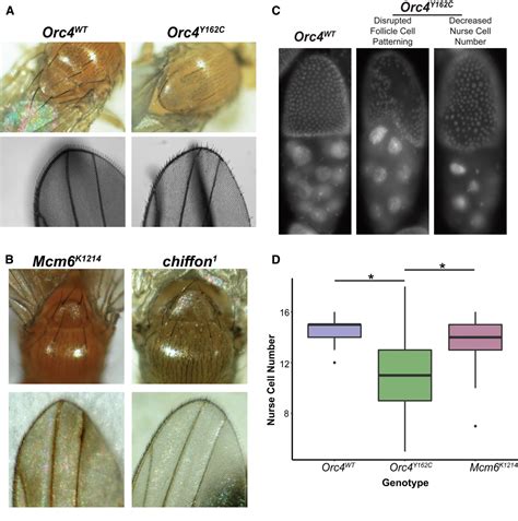 Figure 2 from Tissue-Specific DNA Replication Defects in Drosophila ...