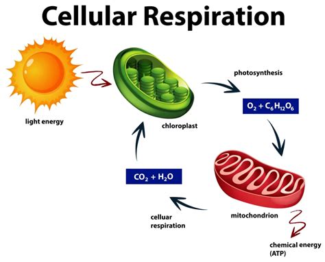 Image result for Cellular Rspiration Explained