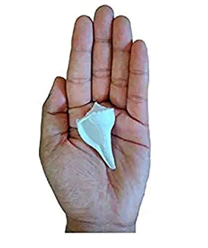 FABIDO Shankh Original Small Size Lakshmi Valampuri Sangu Conch Shell ...