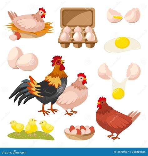 Poultry Farm and Fresh Eggs. Hen, Rooster, Chicken Design Elements ...
