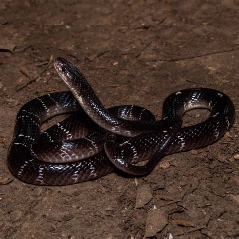 Common krait (Bungarus caeruleus)