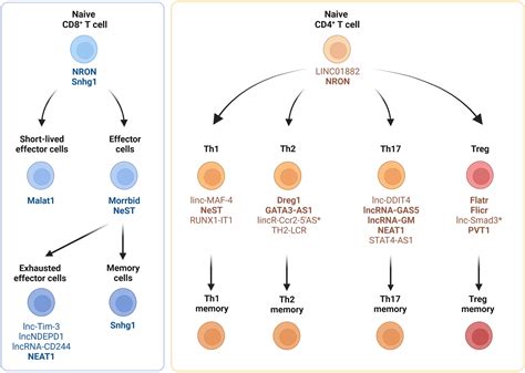 Frontiers | Regulation of T cell differentiation and function by long noncoding RNAs in ...