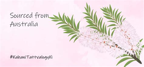 Tattvalogy Tea Tree Essential Oil - 100% Natural Therapeutic Grade Oil