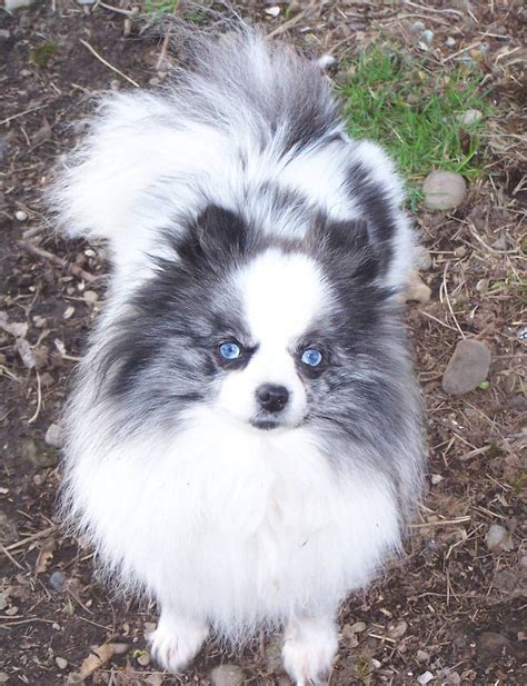 Blue Merle Pomeranian with beautiful blue eyes | Puppies with blue eyes ...