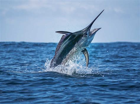 Do Fish Feel Pain? | Marlin