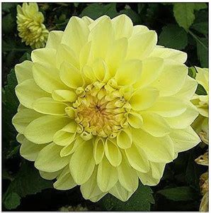 CYBEXIS Yellow GoGo Dahlia Seeds Seed Price in India - Buy CYBEXIS ...