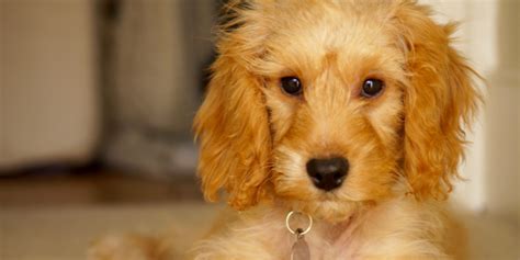 Image result for Cockapoo Problems