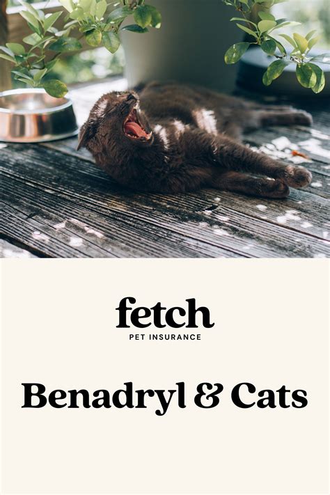 Can Cats Take Benedryl