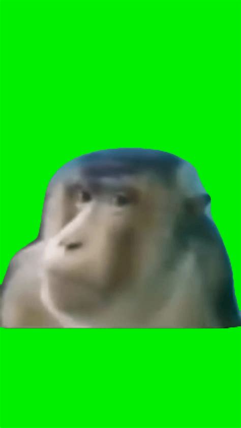 Monkey side eye green screen - Video Download MP4