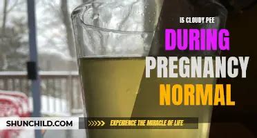 Understanding Pregnancy On Ct Scans: What You Need To Know | ShunChild