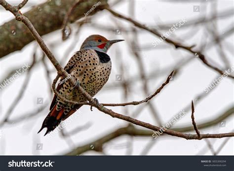 Red-shafted Images, Stock Photos & Vectors | Shutterstock