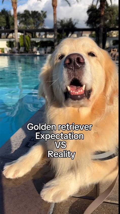 30 Best Golden Retriever Memes of All Time