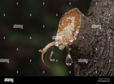 Image result for Exploding SAP Tree