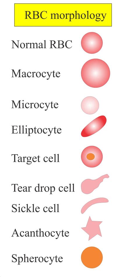 What Causes Low Red Blood Cell Count - CADL