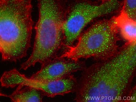 SIAE antibody (CL488-66522) | Proteintech