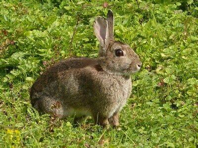 Image result for Rabbit Hunting without Dogs