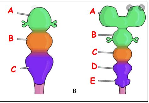 Image result for Vesicles Structure and Function