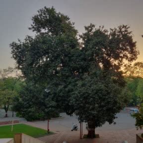 Grassroots Innovation Database [GRID] | Control of beetle larvae in mango