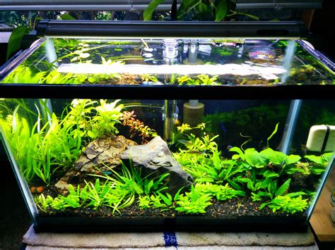 10 Gallon Planted, Over a Year with this Setup... | Fish tank plants ...