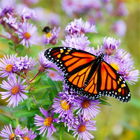 Shrubs That Attract Butterflies