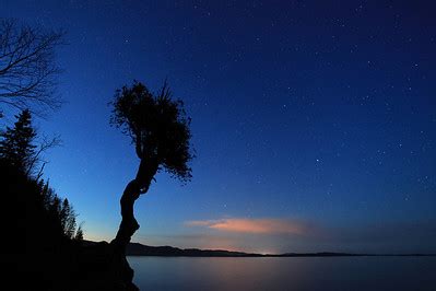 Image result for Two Spirit Tree