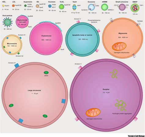 Vesicles Cell 的图像结果