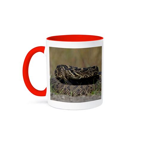 Eastern Diamondback Rattlesnake Barrier Islands, Georgia, Usa, 11oz Two ...
