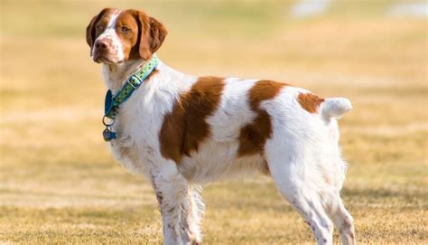 7 Dog Breeds With Shortest Tails EN Pet YOLO