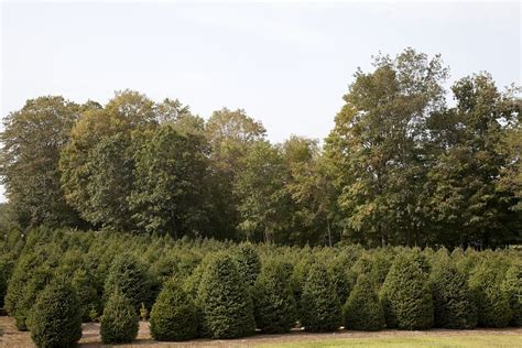 Image result for CT Pine Tree