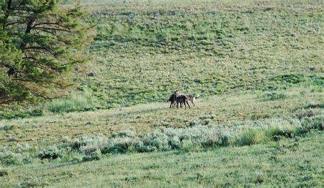 Image result for Gray Wolves Yellowstone