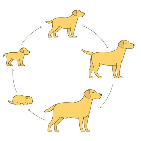 Life Cycle Of A Sausage Dog at Walter Graves blog