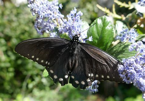 Blue Swallowtail Butterfly
