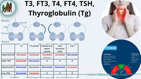 Thyroid Function Test Explained 的图像结果