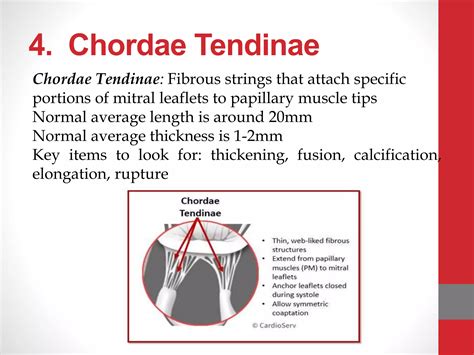 Mitral valve anatomy.pptx