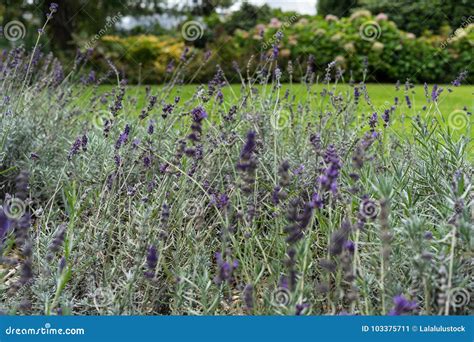 Lavender Herb Plant Lavandula Angustifolia Lamiaceae from Europe in ...