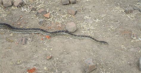 Image result for Catching Invasive Pythons