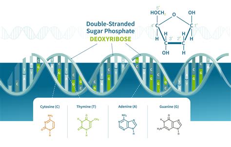 Deoxyribose Structure
