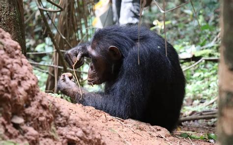 Image result for Chimpanzee Using Tools